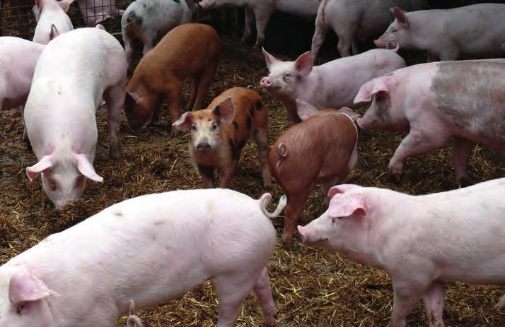 zou worden door de slachthuizen, de verwerking, bioslagers en retailers. Verschillende Belgische spelers in de biologische varkenshouderij werden bevraagd, waarvan 8 hun standpunt bekend maakten.