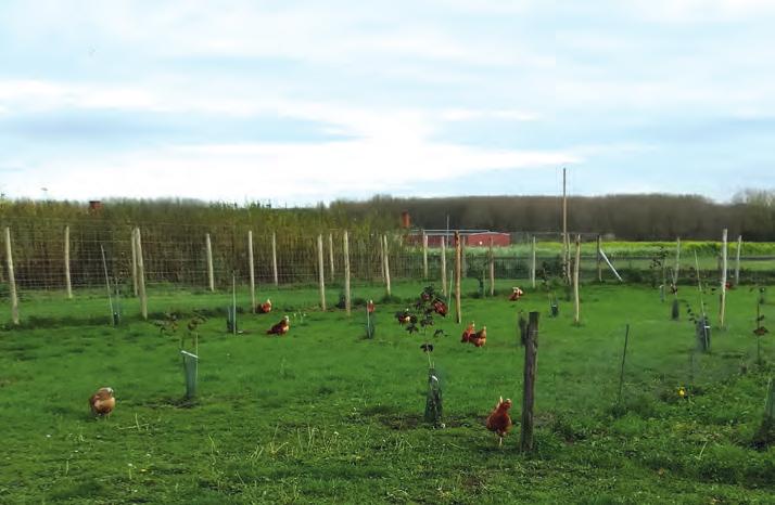 Uitwisseling van kennis en ervaringen Op het bedrijf O Bio wordt de combinatie van kiwibes met een uitloop voor vleeskippen geëvalueerd onder praktijkomstandigheden.