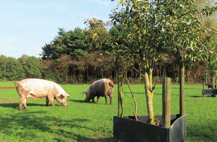 Omwille van de nog beperkte ervaring in Vlaanderen met het buiten kweken van varkens in een agroforestry setting, kan deze operationele groep een belangrijke stap voorwaarts betekenen.