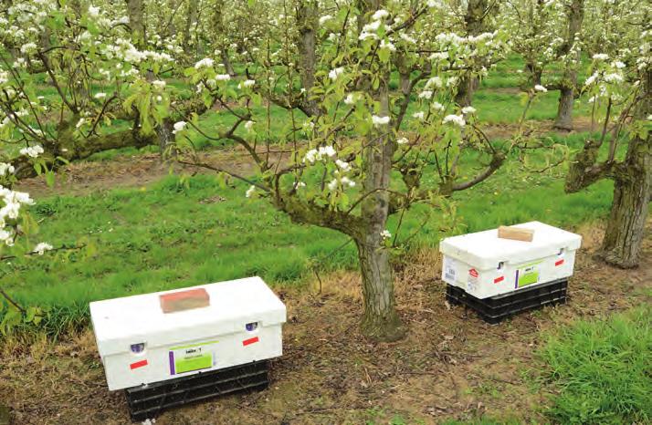 Hommels in de boomgaard Hommelnesten, voorzien van een dispenser met Blossom Protect A. pullulans, werden geplaatst tijdens de hoofdbloei in Conference en Jonagold boomgaarden.