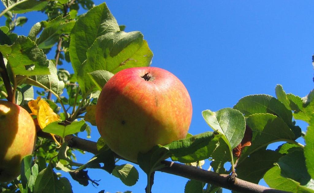 FRUITBOMEN PERENBOOM Pyrus