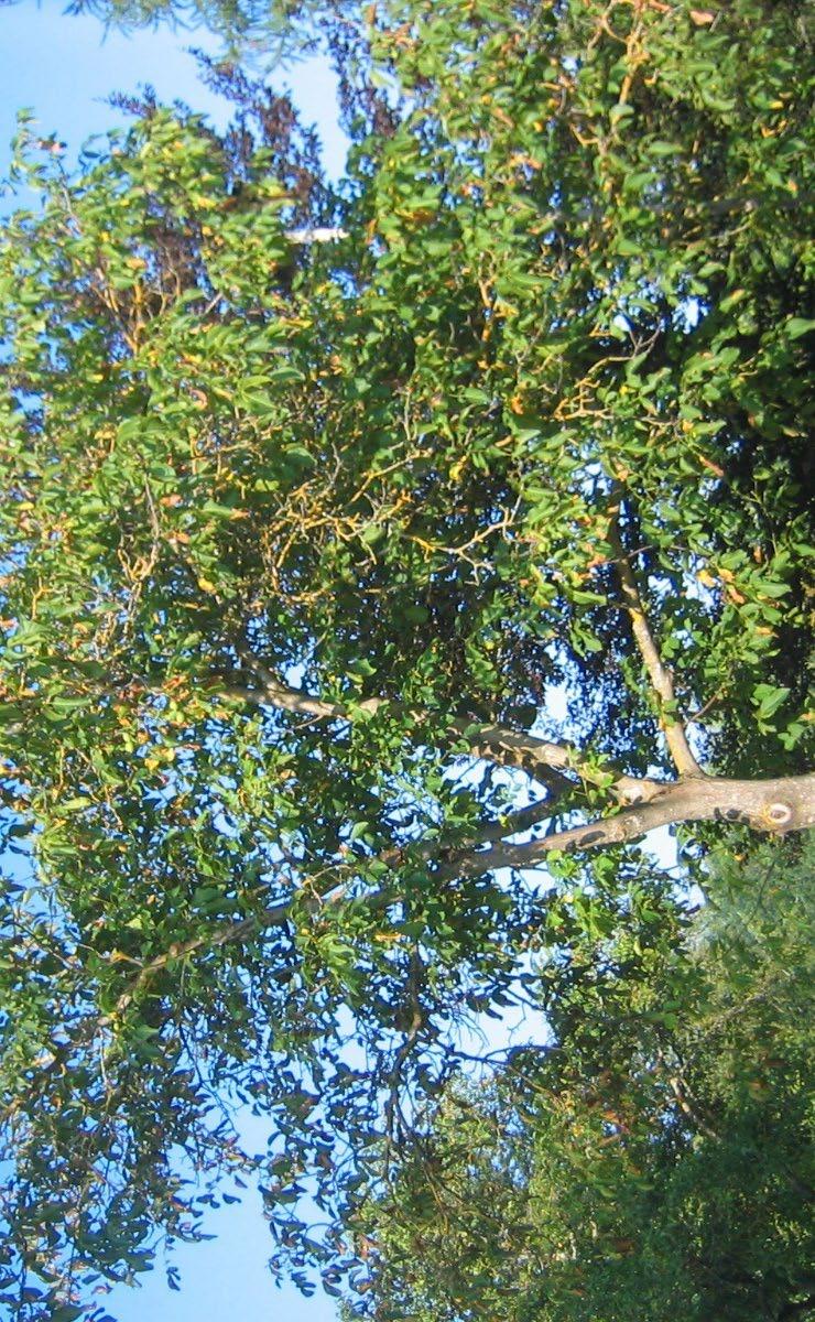 KERSENBOOM Prunus avium