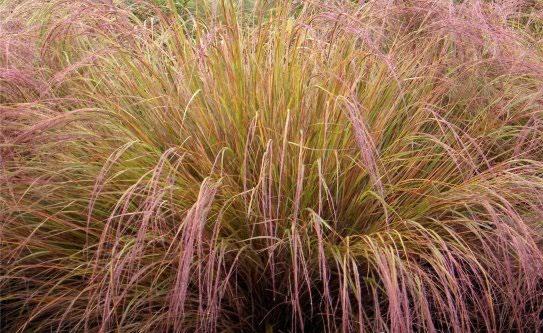 4 FAZANTSTRAARTGRAS Stipa