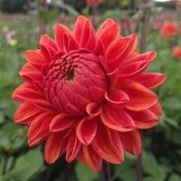 100 cm, decoratieve dahlia, mix van crèmegeel en bordeauxrood.