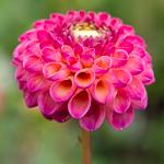 Dahlia Chimacum Davi 80 cm, baldahlia, zachtroze op witte ondergrond,