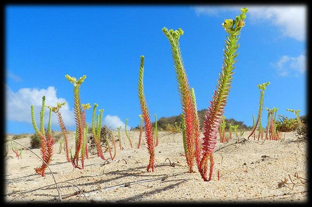 Ten noorden van La Graciosa liggen nog enkele onbewoonde eilandjes,