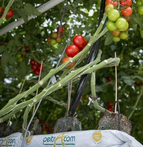 Professionele teler - Elke oogst een succes Onze producten zijn essentieel voor professionele telers van groenten, fruit en sierplanten.