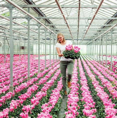 Zo helpen we telers om van elke oogst een succes te maken. Een persoonlijke aanpak werkt Greenyard Horticulture gelooft in een persoonlijke aanpak.