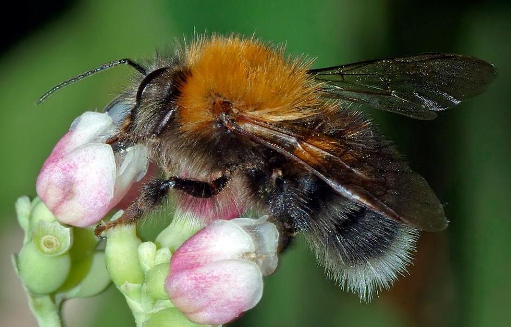 Boomhommel witte