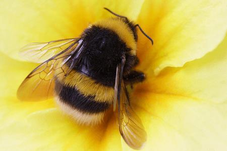 Hommel