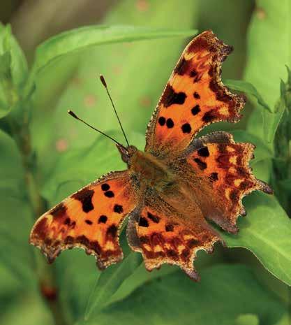 Oorzaken van achteruitgan In Nederland zijn veel vlindersoorten in hun voortbestaan bedreigd. Het is echter een hele toer om te ontrafelen welke factoren hierbij de doorslag geven.