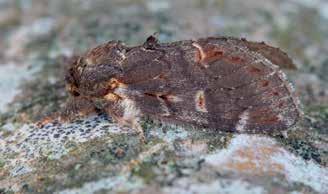Hoe doen de nachtvlinders het? Nachtvlinders zijn in Nederland met 2300 soorten een soortenrijke groep binnen de insecten. Dat het slecht gaat met insecten hebben meerdere studies aangetoond.