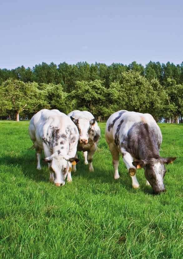 Blijvend grasland Beef Horse Master Extra opname van drogestof en eiwit Gezond gras voor paarden Maaien Optimale benutting van pensvolume.