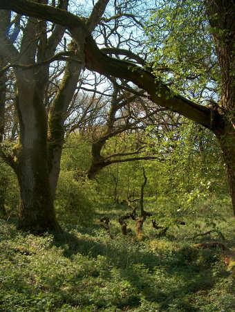 Hij is opgenomen in de kringloop van het bos en zal uiteindelijk tot stof weerkeren.