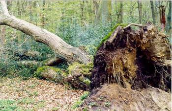 Een omgevallen of omgetrokken boom laat een gat in de grond achter.