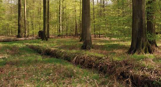 Dit stukje kent dus al bijna 30 jaar een nulbeheer. We noemen dit de kernvlakte van het bosreservaat. In 1995 werd het bosreservaat officieel opgericht.