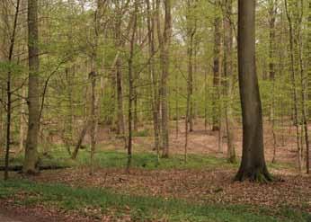 De levende houtvoorraad neemt nog altijd sterk toe, ondanks het feit dat het bosbestand toch voorraad (m³/ha) bomen >30cm DBH Aanwas (m³/ha/jaar) al zeer oud is, en qua vooraadpeil heel dicht in de