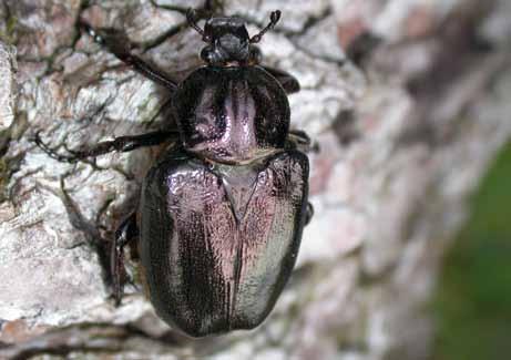 werden met feromonen onderzocht op de aanwezigheid van roodbruine kniptor (Elater ferrugineus) en juchtleerkever (Osmoderma eremita), twee holtebewonende keversoorten die vaak als indicatorsoorten