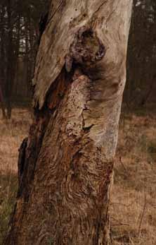 Het geïnventariseerde deel (Pijnven-bosreservaatsdeel droog ) is 28 ha groot en bestaat uit homogene dennenbestanden met weinig of geen onderetage en dreven, waarin de Amerikaanse eiken ruim 10 jaar