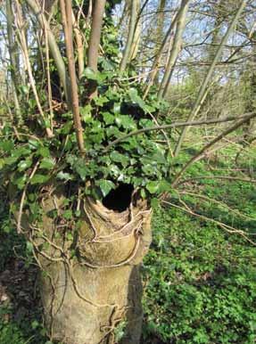 Holle knotbomen hebben ook in Hasselbos interessante bewoners In het bosreservaat Hasselbos bij Tongeren zijn er veel bomen die holtes bevatten, voornamelijk essen.