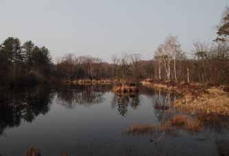 De begroeide vijveroevers, eilandjes en dreven van de Aanwijsputten in Bulskampveld zijn een hotspot voor zeldzame paddenstoelen. dijnzwammen.