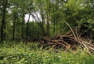 ANB een uitgebreide literatuurstudie uit over de mogelijke ecologische consequenties van een verhoogde biomassa-oogst in bossen: wat zijn de gevolgen, vooral voor bodem, productiviteit en