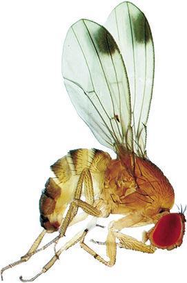 Brochure hulpmiddelen waarneming, monitoring & signalering 4.2 Fruitvliegval Deze val is speciaal ontwikkeld en getest voor het vangen van de suzuki-fruitvlieg Drosophila suzukii.