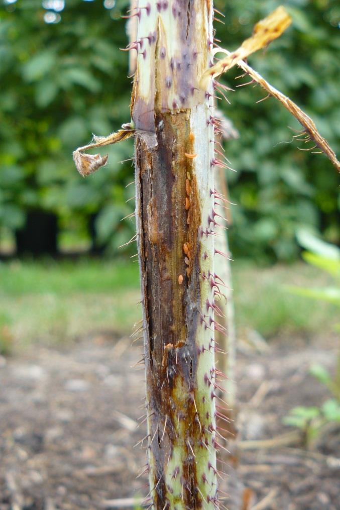 Brochure hulpmiddelen waarneming, monitoring & signalering 4.4 Schorsgalmugval De frambozenschorsgalmug (Resseliella theobaldi) kan een groot probleem vormen bij de teelt van (herfst-)frambozen.