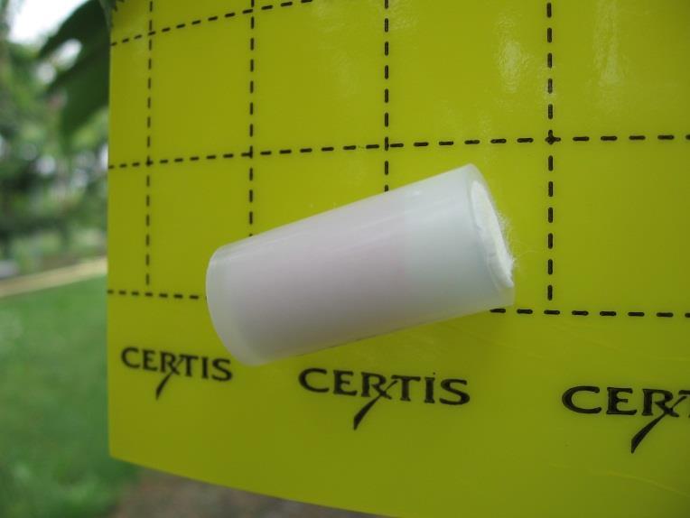 Foto. Lokstofampul Europese kersenvlieg op gele vangplaat. Foto.