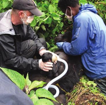 2017 was sowieso een fantastisch jaar voor de gorilla s in GRACE. Zij kregen in november nog veel meer plek om gorilla te zijn.