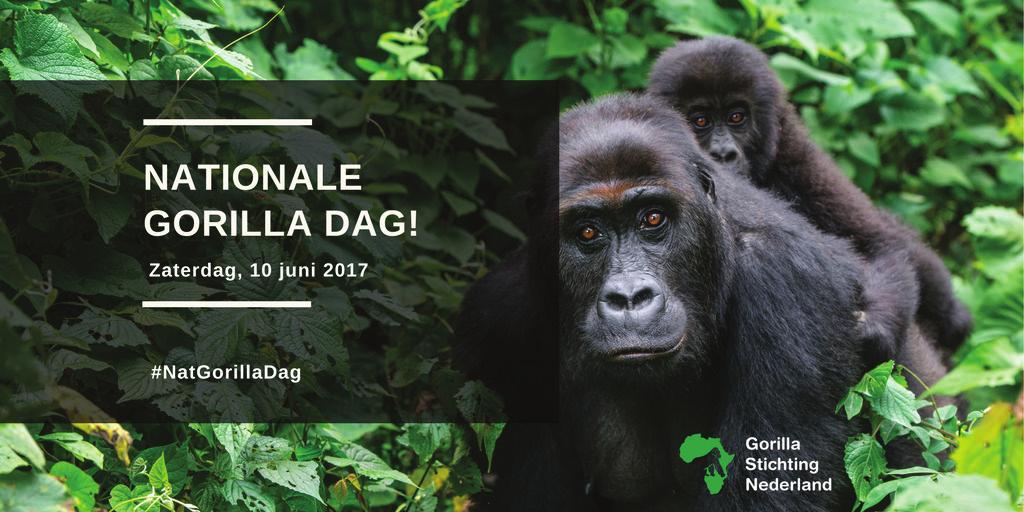Een speciale dag in het jaar om aandacht te vragen voor deze indrukwekkende dieren. De Nationale Gorilla Dag zal jaarlijks op de tweede zaterdag van juni worden gehouden. Onze nieuwe Ambassadrice!