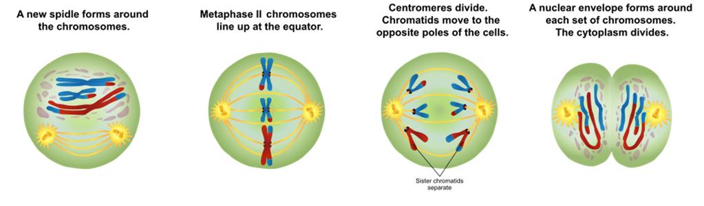 De profase wordt gekenmerkt door het verdwijnen van het kernmembraan en de nucleoli, de opbouw van een centrosoom (spoelfiguur + spoeldraden) en het condenseren van de chromosomen.