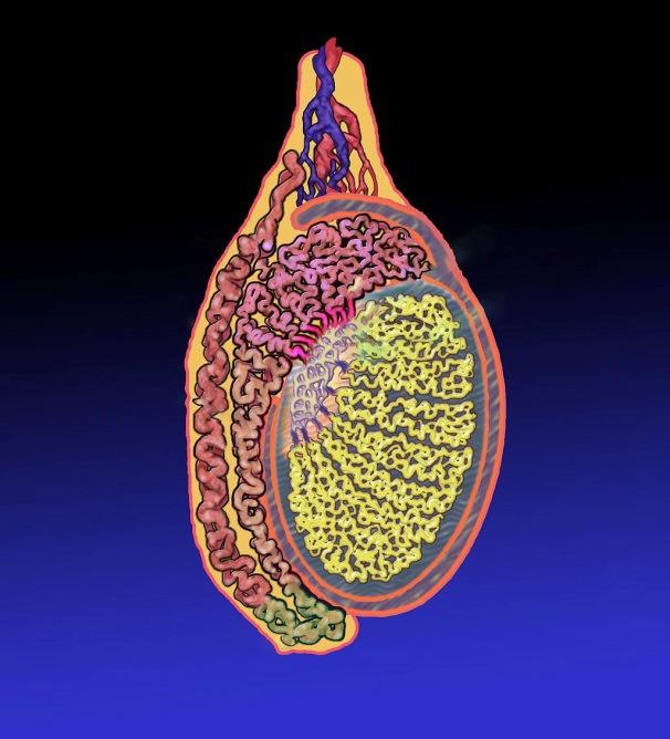 De tubuli seminiferi verenigen zich en vormen net buiten de testis de rete testis (teelbalnetwerk) die overgaat in de epididymis.