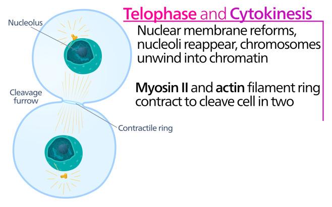 De telofase Tijdens de telofase verdwijnt de kernspoel door afbraak van de microtubuli, decondenseren de chromosomen tot chromatine en verschijnen kernlichaampjes en het kernmembraan.