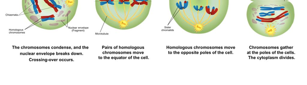 hun uiteinde aan het kernomhulsel bevestigd en microscopisch is niet zichtbaar dat het DNA gedupliceerd is; zygoteen (zygos: koppel): de chromosomen worden korter en dikker en de homologe chromosomen