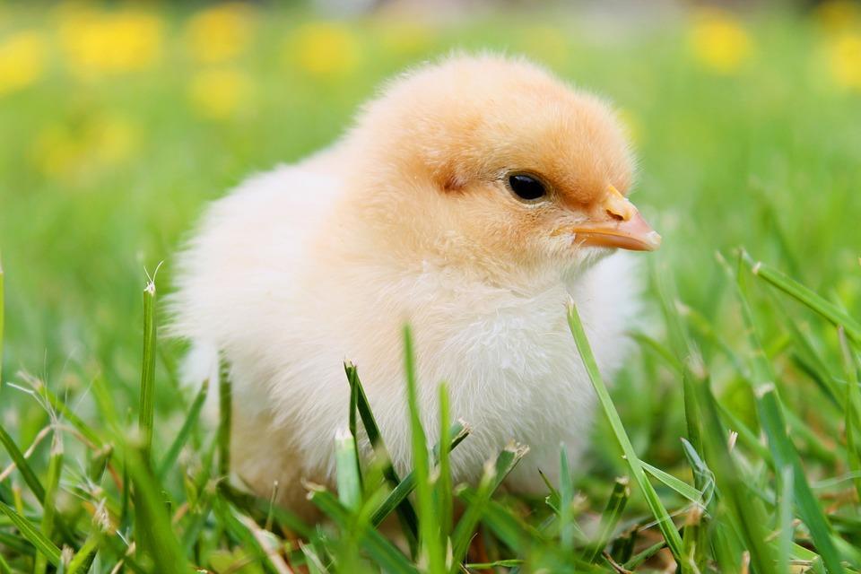 De zomer is in aantocht, de dagen worden langer en de temperatuur gaat omhoog. Deze maand komen veel kuikens uit hun ei, vlinders komen uit de pop en kikkers uit de kikkerdril.