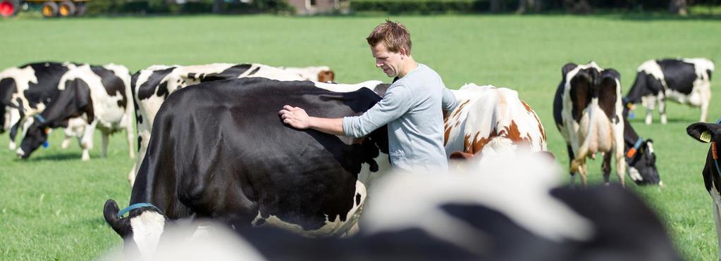 18.906 ambitieuze leden-melkveehouders zijn de eigenaren van FrieslandCampina Het vakmanschap van de