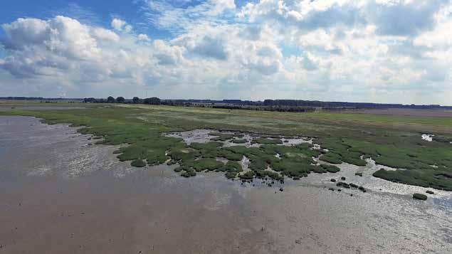 In de slikken krioelt het van de bodemdiertjes. Dit biedt een waar feestmaal aan vissen, vele watervogels en steltlopers.