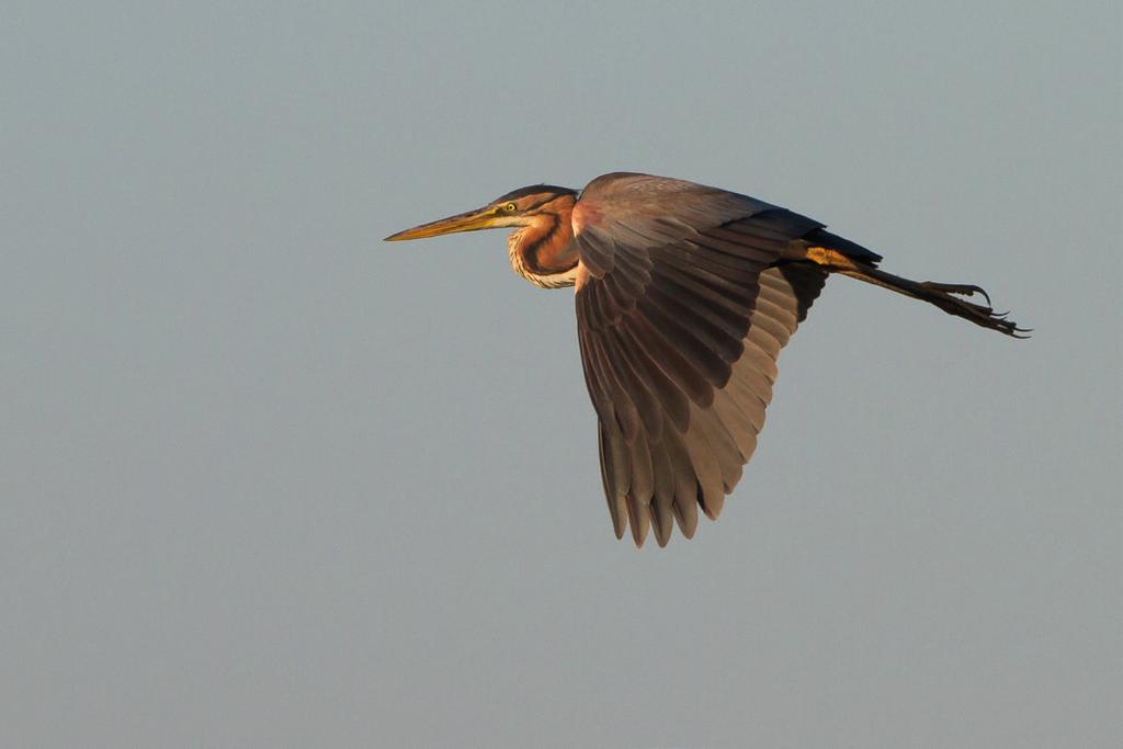 al een minimum oplevert. Echter nogmaals, laat dat helder zijn, er is in het broedseizoen wat de Hoogewaterzone betreft geen andere telmethode mogelijk. Dus daar alle waardering voor!