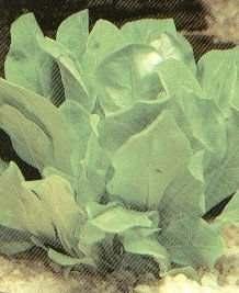 Saururus cernuus (Leids plantje) resultaten leiden maar ook dikwijls tot de ondergang van de plant.