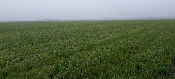 Als de machine voor onderzaai maar beschikbaar is, dan denk ik dat hier in de buurt ook wel boeren zijn die denken: dat willen we ook wel even doen.