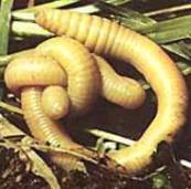 strooiselwormen bodemwoelers inwerken en verspreiden van vers organisch
