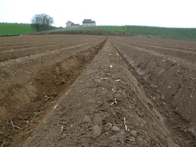 Op een 5 tal percelen in het Zuiden van Limburg werd van het aardappelperceel meestal een gedeelte met en een gedeelte zonder drempels aangelegd.