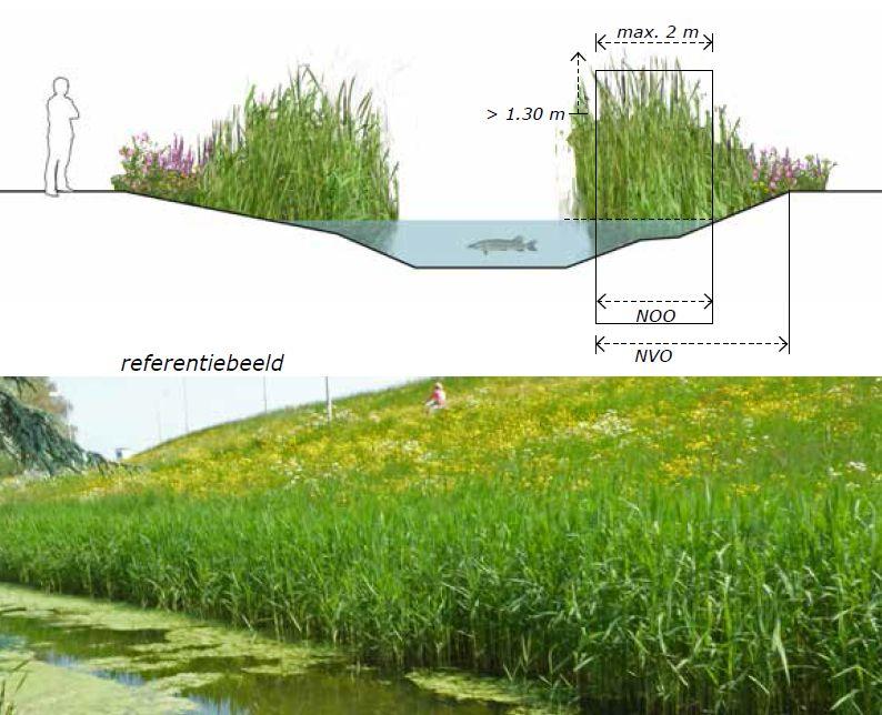 5.3 Oevertype III: nat hoog Het oevertype III Nat hoog bestaat uit een hoog wordende vegetatie (>1,3 m hoog). De breedte van de oeverzone bedraagt maximaal 2 m vanuit de waterlijn.