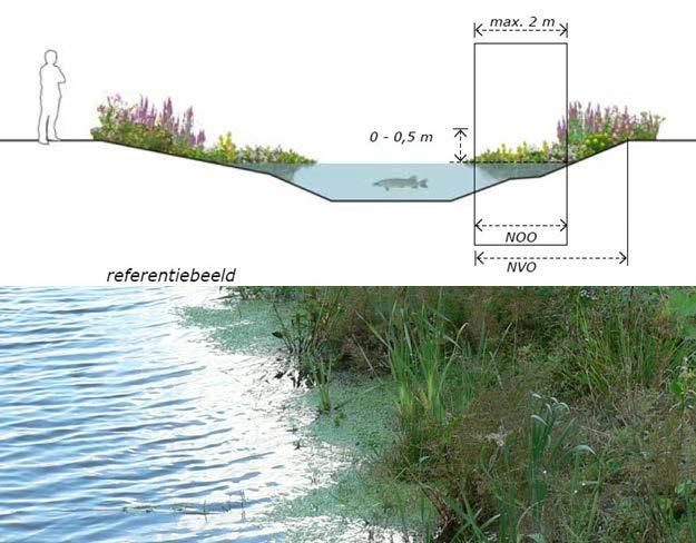 5.5 Oevertype V: Moerasoever Het oevertype V Moerasoever bestaat hoofdzakelijk uit laagblijvende bloemrijke ruigte. De breedte van de oeverzone bedraagt maximaal 2 m vanuit de waterlijn.