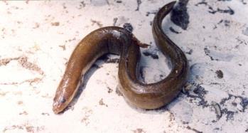 Anguilla anguilla, European eel [Photo V. Tachos & D. Bobori] Association with mussel beds Diet Possibly. Adults live in freshwater or estuarine habitats, migrating to the ocean to reproduce.
