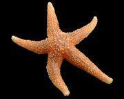 Asterias rubens, sea star [Photo Hans Hillewaert] Association with mussel beds Diet Predators Mobility Yes. In the Wadden Sea they are found predominantly on mussel beds (Saier, 2001).