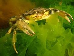 Carcinus maenas, shore crab [Photo IMARES] Association with mussel beds Diet Predators Mobility Yes, prey on mussels.