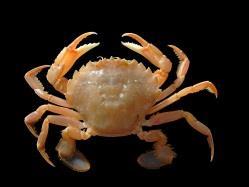 Liocarcinus holsatus, swimming crab [Photo Hans Hillewaert] Association with mussel beds Possibly.