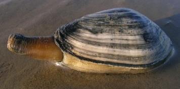 Mya arenaria, sand gaper [Photo IMARES] Association with mussel beds Diet Predators Mobility Abiotic tolerances Temperature Salinity Desiccation Water velocity Remarks Possibly.